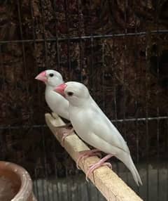 Java Finch Pair