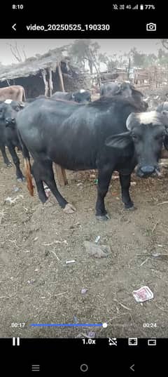 cows , buffalos , Sheeps