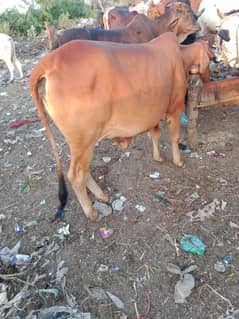 cows