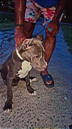 AMERICAN PITBULL FEMALE