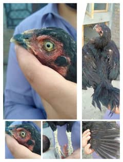 Aseel 5 madiya or 1 nar for sale