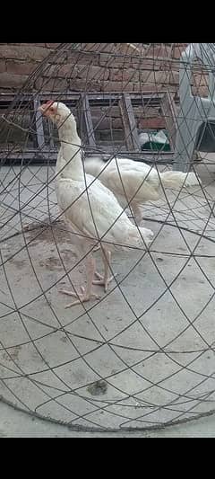 Heera aseel patha patheya