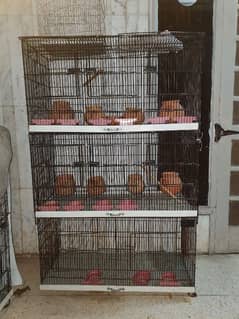 Birds Cage