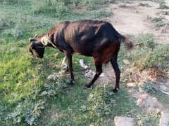 Beautiful, Healthy & Home-Raised Goat – Perfect for Breeding