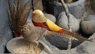 Fancy birds |red golden birds | breeder pair | hens