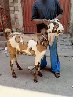 desi bakry 2 dant