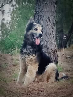 German shepherds Husky Mix