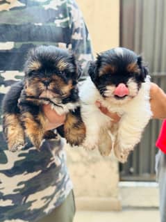 Selling Shih tzu