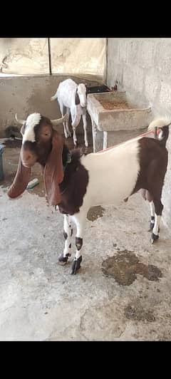Bakra