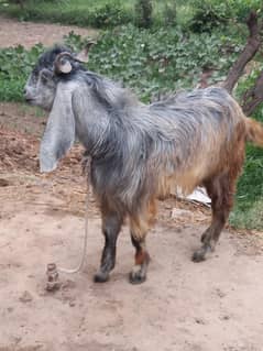 Bakra Qurbani 2025