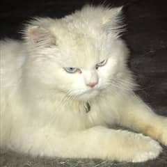 PersianCat