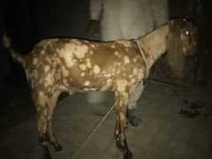 Bakra for sale