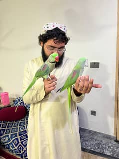 parrot  dono jori ha male female