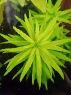 aquarium plants