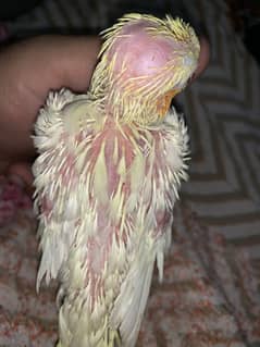 Cockatiel baby