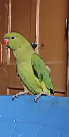 parrot