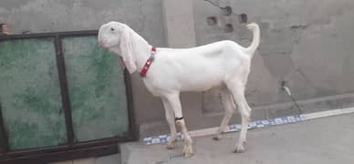 gar ka pola hoa faresh do dany ha
