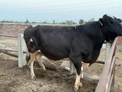 Bull qurbani janwar