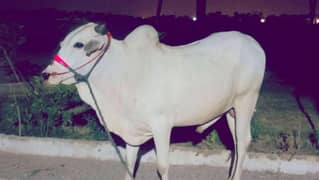 2 daant bachra for sale