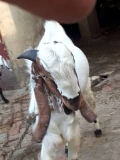 Donda Bakra Sale For Qurbani | Desi Rajan Puri Bara Jordi For Sale