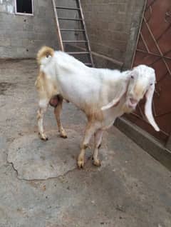 Gulabi