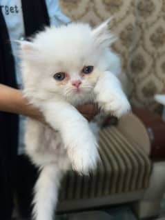 Persian kitten