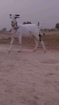 4 dand Khubsurat bakra for sale. (kita nasal)