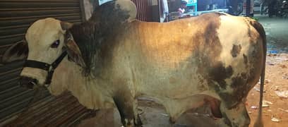 chullistani bull