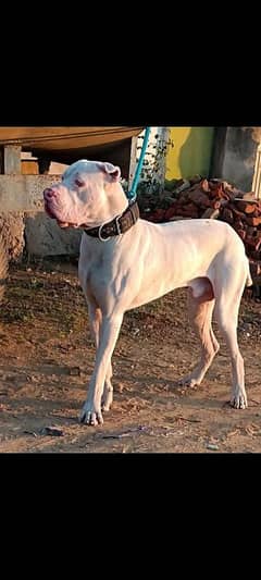 Bully Female puppy