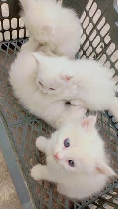 kitten and cat