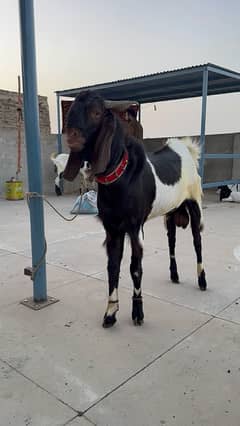Qurbani