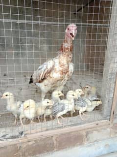 Aseel Hen With 10 Chicks