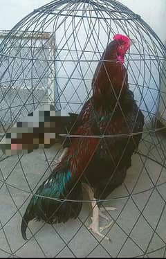 Lakha mushka aseel murga