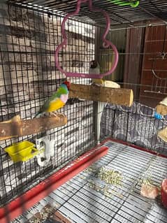 Lady Goulden Finches