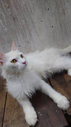 White long hair billa