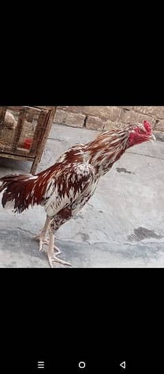 Aseel hen family