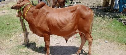 2 dant full active bull for sale