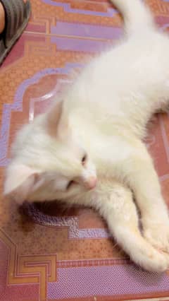 Persian white cat