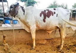 Qurabni ka Janwar | Qurbani janwar | bacha | Wacha