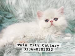CFA lineage Persian kitten in Peke Piki peke face