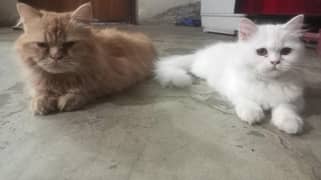 : Beautiful Persian Cats – Healthy, Playful, and Well-Groomed