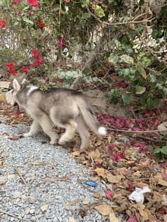 Husky