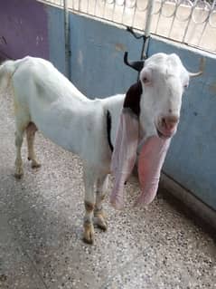 gulabi goat