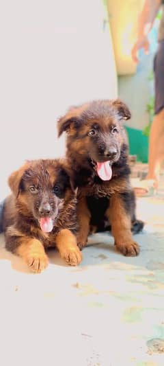 German shepherd long coat puppies