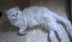 Persian white female with kitten