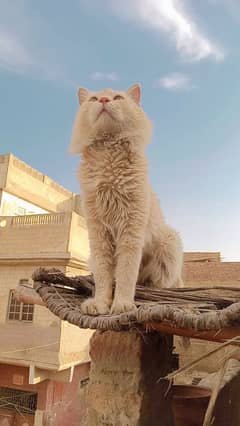 Persian male cat