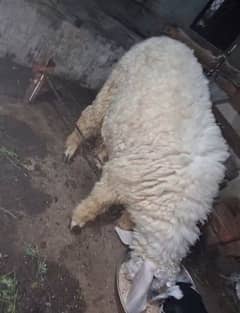 sheep for sale