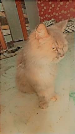 Persian cat for sale