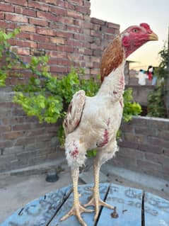 Shamo for sale!!!