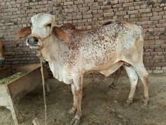 Qurbani ka bachra